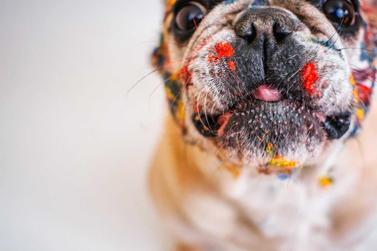 How to Train Your Pet to Use a Dog Door